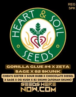 Heart & Soil Seeds - Gorilla Glue #4 x Zeta SAGE x 82 Skunk {REG} [5pk]Heart & Soil Seeds - Gorilla Glue #4 x Zeta SAGE x 82 Skunk {REG} [5pk]