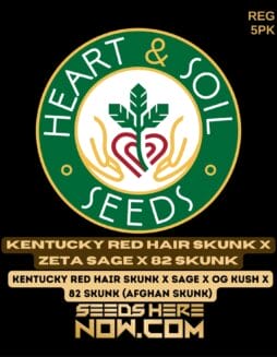 Heart & Soil Seeds - Kentucky Red Hair Skunk x Zeta SAGE x 82 Skunk {REG} [5pk]Heart & Soil Seeds - Kentucky Red Hair Skunk x Zeta SAGE x 82 Skunk {REG} [5pk]