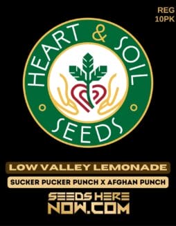 Heart & Soil Seeds - Low Valley Lemonade {REG} [10pk]Heart & Soil Seeds - Low Valley Lemonade {REG} [10pk]