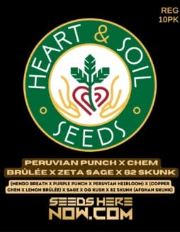 Heart & Soil Seeds - Peruvian Punch x Chem Brûlée x Zeta SAGE x 82 Skunk {REG} [10pk]Heart & Soil Seeds - Peruvian Punch x Chem Brûlée x Zeta SAGE x 82 Skunk {REG} [10pk]