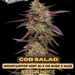 Cob Salad (Feminized) - Humboldt Seed Company