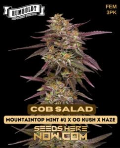 Cob Salad (feminized) - Humboldt Seed Company