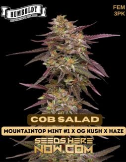Humboldt Seed Company - Cob Salad {FEM} [3pk]Humboldt Seed Company - Cob Salad FEM 3pk