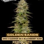 Golden Sands (Feminized) - Humboldt Seed Company