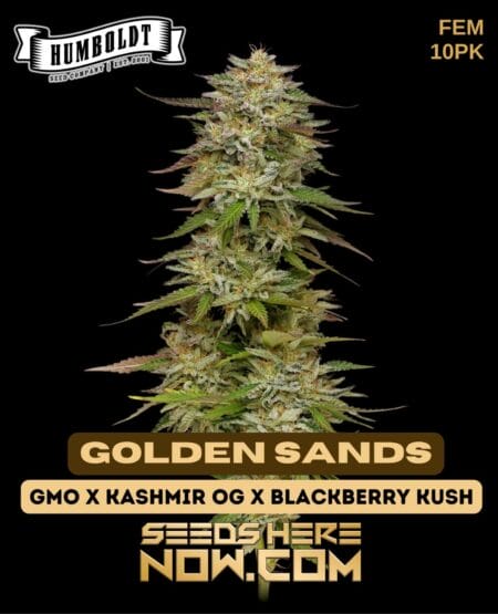 Humboldt Seed Company - Golden Sands {fem} [10pk]