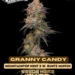 Granny Candy (Feminized) - Humboldt Seed Company