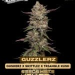 Guzzlerz (Feminized) - Humboldt Seed Company