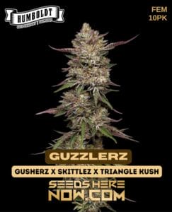 Guzzlerz (feminized) - Humboldt Seed Company
