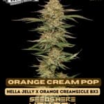 Orange Cream Pop (Feminized) - Humboldt Seed Company