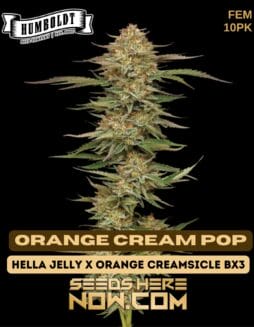 Humboldt Seed Company - Orange Cream Pop {FEM} [10pk]Humboldt Seed Company - Orange Cream Pop {fem} [10pk]