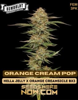 Humboldt Seed Company - Orange Cream Pop {FEM} [3pk]Humboldt Seed Company - Orange Cream Pop {fem} [3pk]