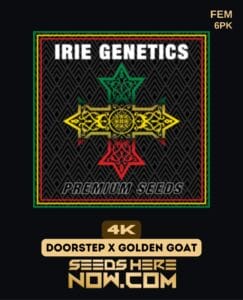 4K (Feminized) - Irie Genetics