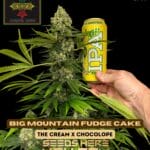 Big Mountain Fudge Cake (Feminized) - Irie Genetics