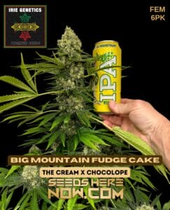 Big Mountain Fudge Cake (Feminized) - Irie Genetics