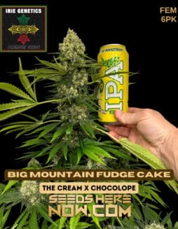 Irie Genetics - Big Mountain Fudge Cake {FEM} [6pk]Irie Genetics - Big Mountain Fudge Cake {fem} [6pk]