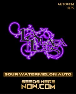 Sour Watermelon Auto (autoflower) - La Plata Labs
