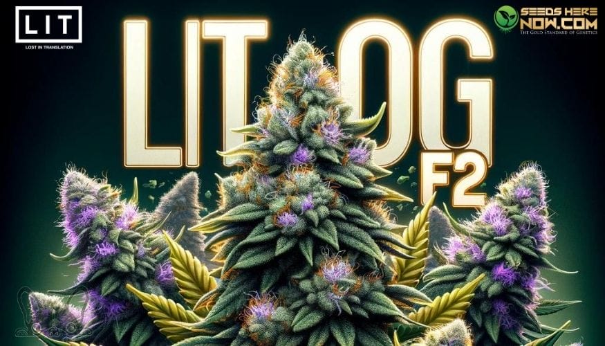LIT OG F2 Strain Review: Continuing the LIT Farms Legacy