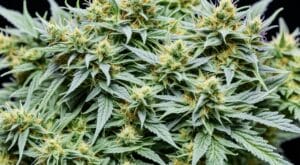London Pound Cake Strain Profile &Amp; Effects| Seedsherenow.com – London Pound Cake Strain Profile & Effects| SeedsHereNow.com