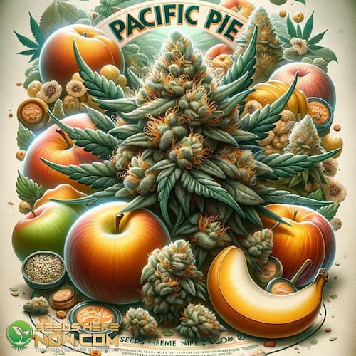 Exploring the Rich Aromas of the Pacific Pie Strain