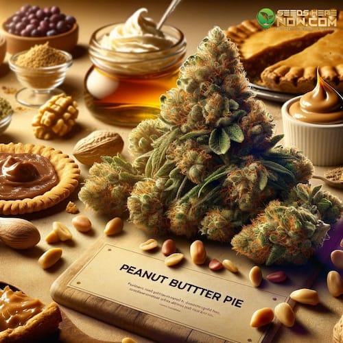Peanut Butter Pie Strain Review: A Decadent Fusion of Flavors