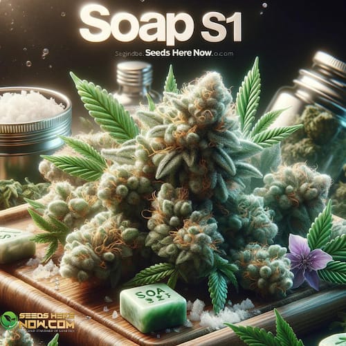 Discover the Cleansing Aroma of the Soap S1 Strain