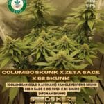 Columbo Skunk x Zeta S.A.G.E. x 82 Skunk (Regular) - Heart & Soil Seeds