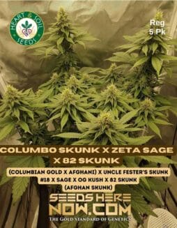 Heart & Soil Seeds - Columbo Skunk x Zeta SAGE x 82 Skunk {REG} [5pk]
