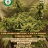 Columbo skunk x zeta s. A. G. E. X 82 skunk (regular) - heart & soil seeds