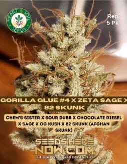 Heart & Soil Seeds - Gorilla Glue #4 x Zeta SAGE x 82 Skunk {REG} [5pk]Gorilla-Glue-4-x-Zeta-SAGE-x-82-Skunk