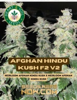 Heart & Soil Seeds - Afghan Hindu Kush F2 v2 {REG} [10pk]