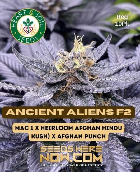 Ancient Aliens F2 (regular) - Heart & Soil Seeds