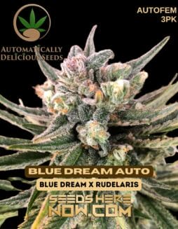 Automatically Delicious - Blue Dream Auto {AUTOFEM} [3pk]Automatically Delicious - Blue Dream Auto {autofem} [3pk]