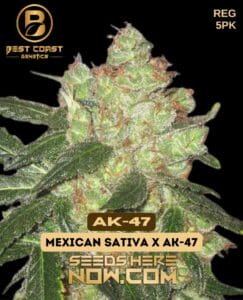 Ak - 47 (regular) - Best Coast Genetics