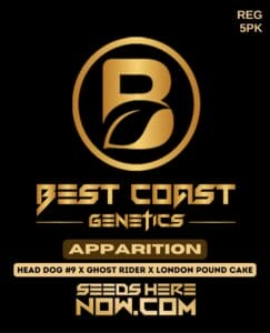 Apparition (regular) - Best Coast Genetics