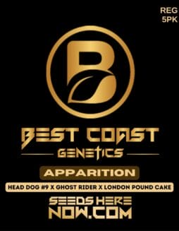 Best Coast Genetics - Apparition {REG} [5pk]Best Coast Genetics - Apparition {reg} [5pk]