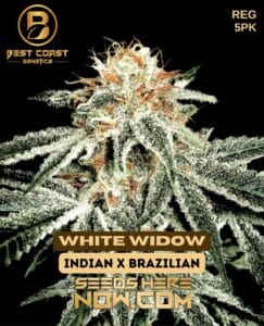 White Widow (Regular) - Best Coast Genetics