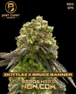 Zkittlez X Bruce Banner (regular) - Best Coast Genetics