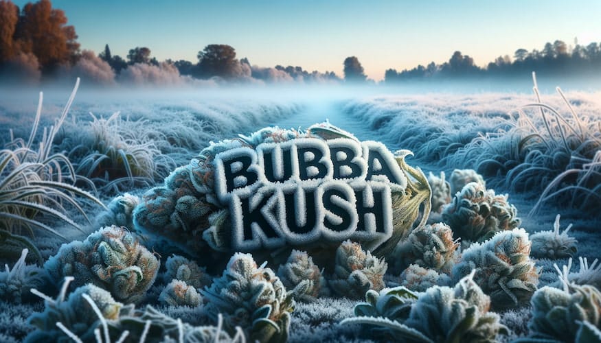 Bubba Kush Weed Strain