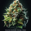 Peruvian Punch x Chem Brûlée x Zeta S.A.G.E. x 82 Skunk (Regular) (space) Heart & Soil Seeds