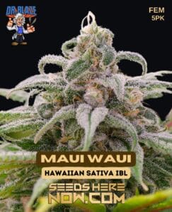 Maui Waui S1 (feminized) - Dr. Blaze