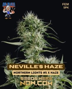 Neville's Haze S1 (feminized) - Dr. Blaze