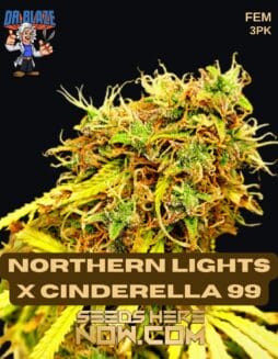 Dr. Blaze - Northern Lights x Cinderella 99 {FEM} [3pk]Dr Blaze - Northern Lights x Cinderella 99 FEM 3pk