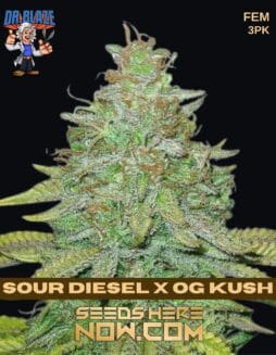 Dr. Blaze - Sour Diesel x OG Kush {FEM} [3pk]Dr. Blaze - Sour Diesel X Og Kush {fem} [3pk]