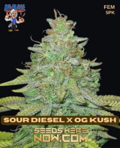 Sour Diesel X Og Kush S1 (feminized) - Dr. Blaze