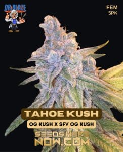 Tahoe Kush S1 (feminized) - Dr. Blaze