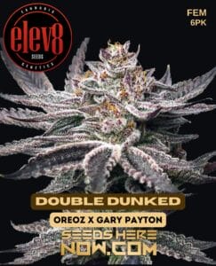 Double Dunked (feminized) - Elev8 Seeds