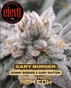 Gary Burger (feminized) - Elev8 Seeds