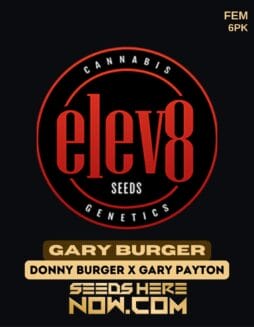 Elev8 Seeds - Gary Burger {FEM} [6pk]Elev8 Seeds - Gary Burger {FEM} [6pk]