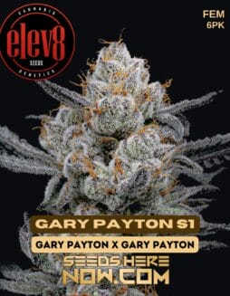 Elev8 Seeds - Gary Payton S1 {FEM} [6pk]Elev8 Seeds - Gary Payton S1 {fem} [6pk]