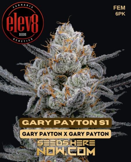 Gary Payton S1 (Feminized) (space) Elev8 Seeds